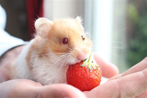 www.hamster. om|Hamsters .